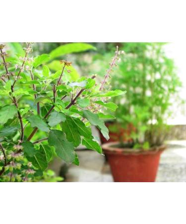 Herbal Magic's Pure and Natural Panch Tulsi Drops-Extract of Five Types of Holy Basil - Shyam Tulsi Shwet Sursa Tulsi Nimbu Tulsi Van Tulsi-Most Revered in Ayurveda-Liquid/Drops 30ml (Pack of 3) 30.00 ml (Pack of 3) - Buy Online on GoSupps.com
