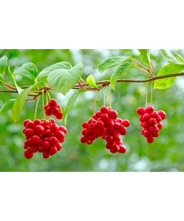 Cedar Bear Liver Build a Liquid Herbal Supplement That Helps Strengthen Liver and Gallbladder Function 1 Fl Oz - Buy Online on GoSupps.com