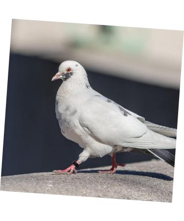 Beavorty 300 pcs Supplies Portable for Identification Clip White Leg Bird Parakeets Band Bands Pigeon Black 1.3X1.3CMx3pcs Blackx3pcs - Buy Online on GoSupps.com