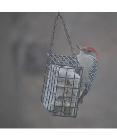 C&S Wild Bird Double Suet Basket  2.7" D x 5.3" W x 5.2" H - Buy Online on GoSupps.com