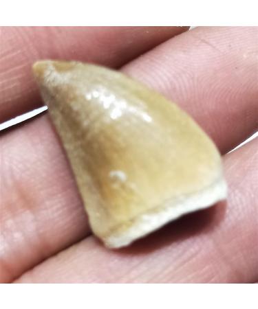 1 20-30mm Natural Animal Mosasaur Tooth Specimen which can be Used as a Gift Decoration Pendant Reiki Stone ERTEYIN - Buy Online on GoSupps.com