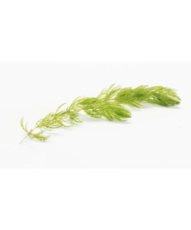 Lincspplants 8X Live Floating Plants Hornwort Fast Growing Aquarium Plant - Buy Online on GoSupps.com