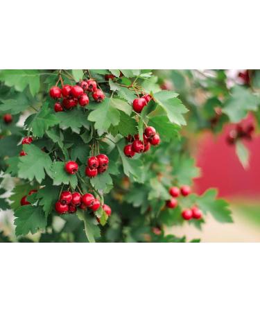  mynatura Mynatura Organic hawthorn leaves cut I Hawthorn tea I Herbal tea I Herbal infusion I Natural product I In a bag (100g) - Buy Online on GoSupps.com