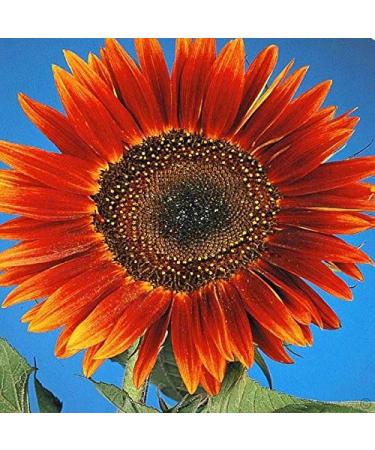 Girasole Evening Sun - 1 pacchetto dei semi