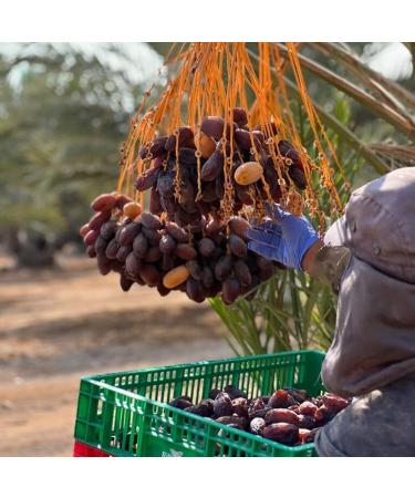  NABALI FAIRKOST F R ALLE NABALI FAIRKOST Dates Soft Sukkari Double Pack I Quality Product - 100% Natural Fresh Oriental Fragrance & Vegan I Origin: Qassim I Sukari Dates with Honey and Caramel Taste I 2 x 1 kg (2 kg) - Buy Online on GoSupps.com