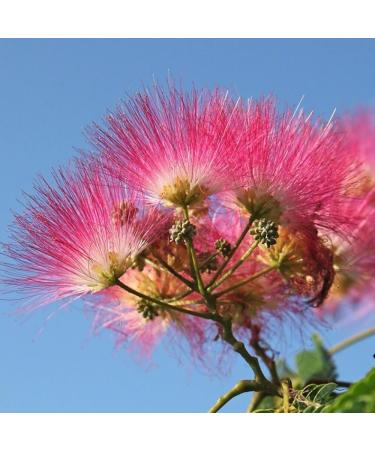Albizia Flower Extract - 2.0fl oz / 60ml - MakingCosmetics Skin & Hair Care Ingredients - Buy Online on GoSupps.com