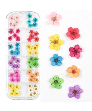 CHANGAR 3D Nail Dried Flowers Sticker Set - Real Five Petal Flower & Leaf Gypsophila Dry Flower Nail Art Decoration Kits (2 Boxes) - Buy Online on GoSupps.com