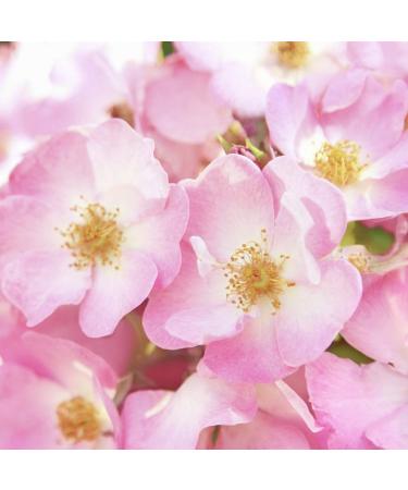 Weleda Renewing Eye Cream - 0.34 fl oz | Wild Rose Formula - Buy Online on GoSupps.com