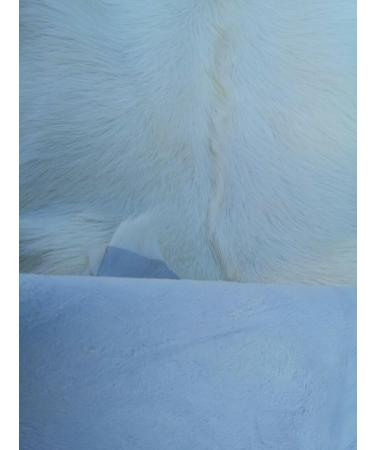 Provellus Goatskins Goat Fur No Odour Top Tanning Natural Bargain (Dark Pack of 5 90-110 cm) - Buy Online on GoSupps.com