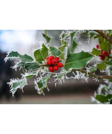Oakwood Boulevard Winter Berries - Buy Online on GoSupps.com