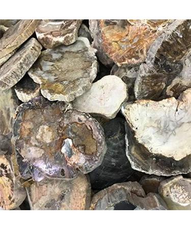 1pc raw Natural Silicified Wood Quartz s Rough Crystal Grain Stone Crafts for Decorative Gift Natural Stones and Minerals - Buy Online on GoSupps.com