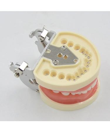 Buy WUURAA 32 Typodont - Removable Demonstration Teeth for Dental Education | International Shipping Available - Buy Online on GoSupps.com