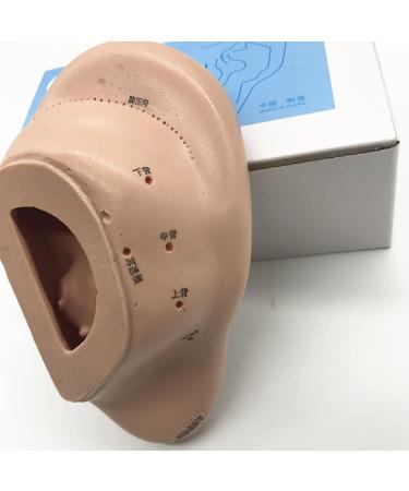 16cm Human Ear Acupuncture Point Model Meridian and Ear Model - Clear Handwriting Environmentally Friendly and Durable - for Ear Acupuncture Point Study Teaching - Buy Online on GoSupps.com