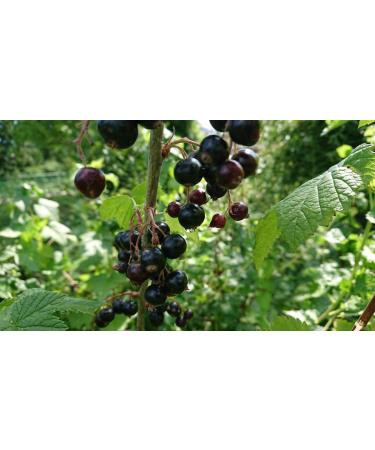 Buy Food-United Black Currant Puree 4x1kg - Premium Cassis for Smoothies Sorbets & Toppings - International Shipping Available - Buy Online on GoSupps.com