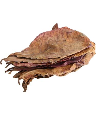 LKXHarleya 200PCS Catappa Indian Almond Leaves for Bettas Tropical Fish Shrimp Aquarium Water Treatments & Boosts Health & Breeding Chances - Buy Online on GoSupps.com