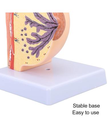 Model of the Female Breast Model for Education Human Female Anatomical Chest Model PVC Quiescent Chest Anatomy Model for Display Medicine Teaching - Buy Online on GoSupps.com