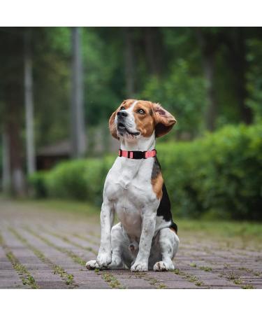 Audwud Thick Nylon Dog Collar - Adjustable Neck Band for Small Medium & Large Dogs - Baby Pink 4 Sizes Available - Buy Online on GoSupps.com