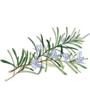 WELEDA Bio Skin Food Hand Masks Set | Natural Hand Care Gift Set for Dry Skin | Organic Cotton Reusable Gloves - Buy Online on GoSupps.com