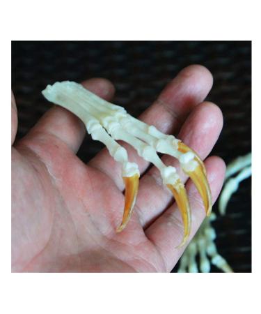 Wixine 1Pcs Fox Feet Articulated Bones Claws Paws Taxidermy