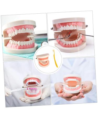 Ultechnovo Dental Model Set - Educational Children's Tooth Model | Plastic Denture Model for Kids | Ideal for Schools & Dental Training - Buy Online on GoSupps.com