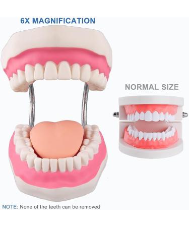 Mounw 6-Fold Enlarged Tongue-Mouth Model for Speech Therapy & Child Tooth Care - Includes Toothbrush | International Shipping Available - Buy Online on GoSupps.com