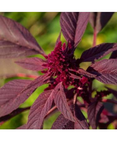 Germinazione dei semi: 14 g: Semi per Amaranto 'Garnet Red' - (Amaranthus Tricolor)
