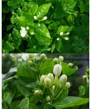  LWXLJMJZC 50g of dried jasmine buds - Buy Online on GoSupps.com