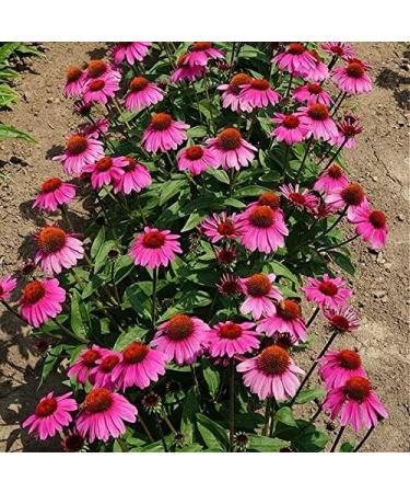 bodi : Echinacea Purpurea Root Powder | 4oz to 5lb | 100% Pure Natural Hand Crafted (1 lb) 16 Ounce (Pack of 1) - Buy Online on GoSupps.com