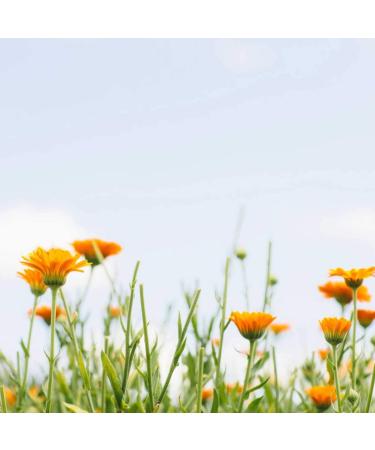 Tata Harper Redefining Body Balm | Anti-Aging & Firming Treatment | 100% Natural | Made in Vermont | 180ml - Buy Internationally - Buy Online on GoSupps.com