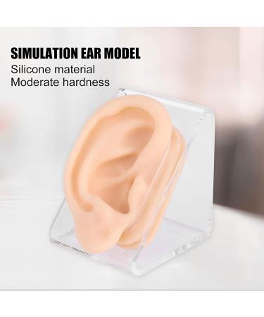 Silicone Ear Model for Acupuncture Practice | Realistic Fake Ear with Presentation Stand - International Shipping Available - Buy Online on GoSupps.com