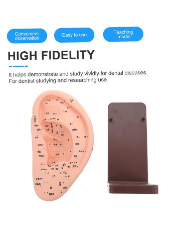 ULTECHNOVO Adult Ear Massage Model for Reflexology Demonstration with Base - Acupoint Learning & Display Model - Buy Online on GoSupps.com