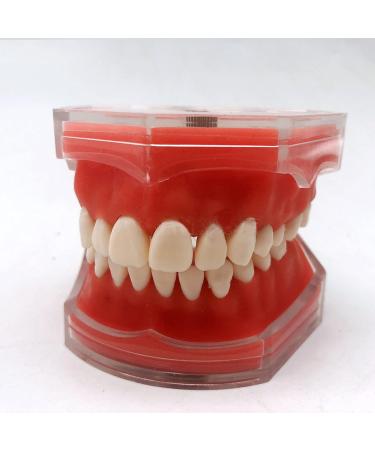 Bovdc Full Mouth Removable Dentistry Model - Soft Gums Tooth Model for Dental Students & Assistants | Ideal for Extraction Learning | International Shipping Available - Buy Online on GoSupps.com