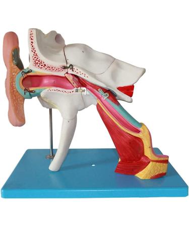 Human Ear Structure Anatomical Model 4 Times Life Size Medical Props Model 8 Parts Inner Ear Ear External Ear Tympanum Eardrum Listen to Small Bones Humerus Anatomy - Buy Online on GoSupps.com