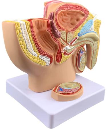 Life Size Male Pelvis Anatomy Model 1:2 - Detailed Reproductive System & Prostate Model for Educational Display - Buy Online on GoSupps.com
