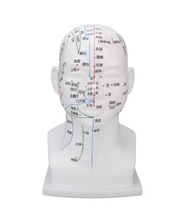 Acupuncture head model with acupuncture point markings wide cover for facial treatments training props exquisite processing soft PVC approx. 11.8 inches