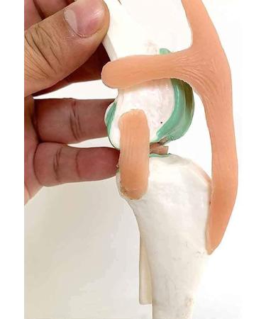 Knee Joint Model for Dogs/Dogs with Strap Animal Joint Skeleton Anatomical for Veterinary Lessons - Buy Online on GoSupps.com