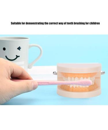Standard Tooth Model & Dental Practice Tools - Anatomical Typodont for Teaching & Study - Buy Online on GoSupps.com