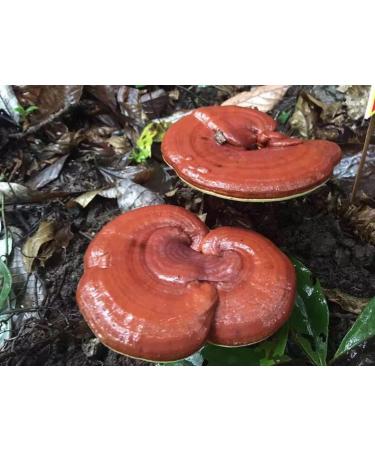 Wonderland Herbs Duan-Wood Ganoderma Lucidum/LING Zhi/Reishi Spore Extract Oil 350mg x100 Softgel - Buy Online on GoSupps.com
