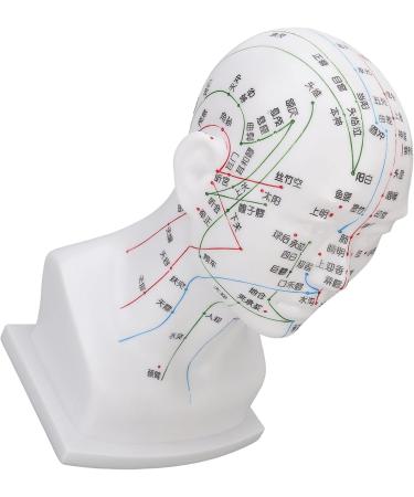 Acupuncture Point Head Model - 11.8 Inch PVC Facial Massage Meridians for Teaching & Learning - International Shipping Available - Buy Online on GoSupps.com