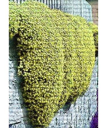 2 100 stukszak Creeping Rock Cress Thyme Seeds or Blue Rock Cress Seeds Perennial Ground Cover Seeds Natural Growing for Home Garden - Buy Online on GoSupps.com
