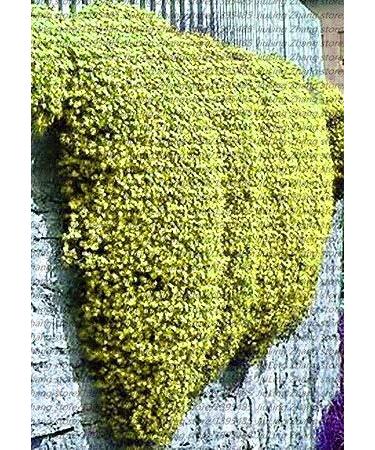 2 100 stukszak Creeping Rock Cress Thyme Seeds or Blue Rock Cress Seeds Perennial Ground Cover Seeds Natural Growing for Home Garden