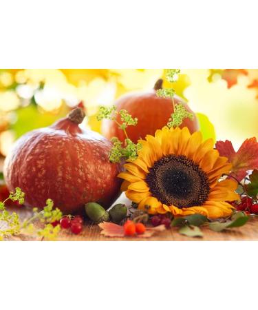 Organic Sprouted Seeds Mix - Raw & Non-GMO Snack with Pumpkin and Sunflower Seeds - Vegan Superfood - 1lb Pack - Kosher Certified - Buy Online on GoSupps.com