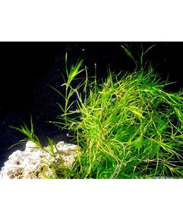 Guppy Grass Aquarium Live Plant Najas Guadalupensis - Buy Online on GoSupps.com