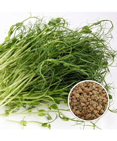 500g Organic Germs Mixing Pans - 5x100g Mung Beans Alfalfa Peas Lentils Chickpeas Sprouts | Microgreens Kit for Healthy Growth - Buy Online on GoSupps.com