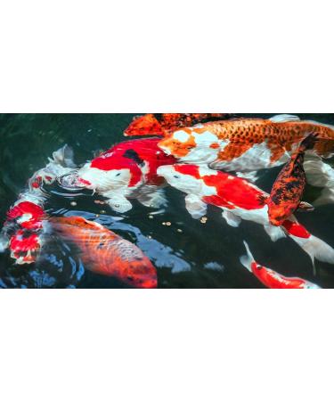 Sera Koi Professional Spring/Autumn Fish Feed 1000g | Easily Digestible Immune Support & Illness Prevention | Optimal Winter Preparation for Pond Fish - Buy Online on GoSupps.com