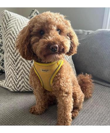 Bunty Medium Dog Harness & Puppy Harness - Durable Lightweight Design Breathable Comfy Padded Reflective Trim - Anti Pull Dog Harness Medium Lead Attachment Easy Fit - Yellow Medium Yellow - Buy Online on GoSupps.com