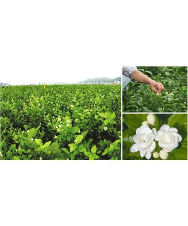 TooGet Bourgeons de Jasmin Purs Naturels Parfum s Fleurs de Jasmin S ch es en Gros Tisane - 60g - Buy Online on GoSupps.com