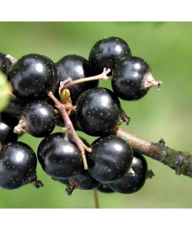 Blackcurrant Seed Oil Organic Cold Pressed Unrefined Natural 2 Fl Oz - Buy Online on GoSupps.com