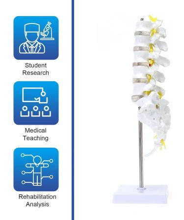 Human Spine Model - 1:1 Life Size Life Size Lumbar Spine Anatomical Model Lumbar Spine Model with Sacrum and Spinal Nerves for Osteopath Office and Student Study - Buy Online on GoSupps.com