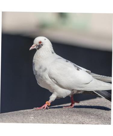 VILLFUL 100 Pcs Pigeon Anklet Numbered Pigeon Deterrent Sound Clips Drumstick Chicken Foot Ring Plastic 1.3X1.3CM Orange - Buy Online on GoSupps.com